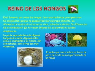Está formado por todos los hongos. Sus características principales son:
No son plantas, porque no pueden fabricar su propio alimento. Se
Alimentan de restos de otros seres vivos, animales y plantas. Se diferencian
de los animales en que no tienen órganos de los sentidos ni pueden
desplazarse.
La parte reproductora de algunos
hongos es la seta. Algunas setas
como el champiñón o el níscalo, son
comestibles, pero otras son muy
venenosas.

                                       El moho que crece sobre un trozo de
                                      pan o de fruta en un lugar húmedo es
                                      un hongo
 