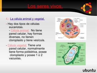 Los seres vivos. 2.-  La composición química de los seres vivos. -  Los elementos que forman los seres vivos: Carbono, Hidrógeno, Oxígeno y Nitrógeno. Hay dos tipos de sustancias. Inorgánica:  Están en  los seres vivos y los inertes. Es las  sales minerales  y el  agua . 