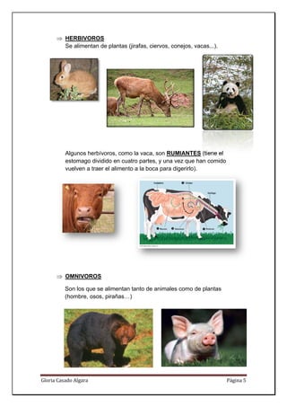 ⇒ HERBIVOROS   S
        Se al
            limentan de plantas (
                                (jirafas, cie
                                            ervos, cone
                                                      ejos, vacas
                                                                s...).




          Algun herbív
              nos      voros, como la vaca, son RUMIA
                                  o                  ANTES (tiene el
          estom        dido en cua partes, y una vez que han comido
              mago divid         atro                z
          vuelv a traer el aliment a la boca para dige
              ven                to         a        erirlo).




      ⇒ OMN
          NIVOROS

          Son los que se alimentan tanto de animales c
                                            a        como de pla
                                                               antas
          (hom
             mbre, osos, pirañas…)




Glori
    ia Casado Al
               lgara                                                     Pág
                                                                           gina 5 
 
 