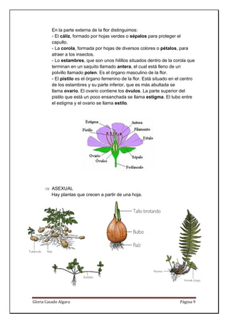En la parte externa de la flor distinguimos:
          - El cáliz, formado por hojas verdes o sépalos para proteger el
          capullo.
          - La corola, formada por hojas de diversos colores o pétalos, para
          atraer a los insectos.
          - Lo estambres, que son unos hilillos situados dentro de la corola que
          terminan en un saquito llamado antera, el cual está lleno de un
          polvillo llamado polen. Es el órgano masculino de la flor.
          - El pistilo es el órgano femenino de la flor. Está situado en el centro
          de los estambres y su parte inferior, que es más abultada se
          llama ovario. El ovario contiene los óvulos. La parte superior del
          pistilo que está un poco ensanchada se llama estigma. El tubo entre
          el estigma y el ovario se llama estilo.




      ⇒ ASEXUAL 
        Hay plantas que crecen a partir de una hoja.




Gloria Casado Algara                                                      Página 9 
 
 