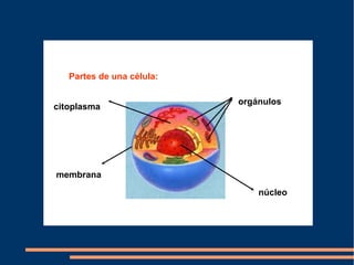 Partes de una célula:

                           orgánulos
citoplasma




membrana
                               núcleo
 