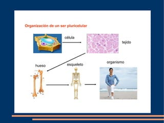 Organización de un ser pluricelular


                      célula
                                             tejido




                                      organismo
     hueso             esqueleto
 