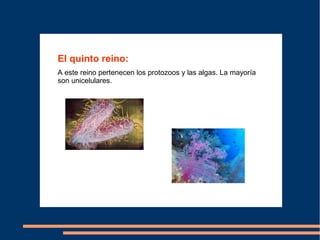 El quinto reino:
A este reino pertenecen los protozoos y las algas. La mayoría
son unicelulares.
 