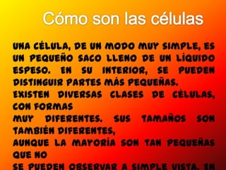 Una célula, de un modo muy simple, es
un pequeño saco lleno de un líquido
espeso. En su interior, se pueden
distinguir partes más pequeñas.
Existen diversas clases de células,
con formas
muy diferentes. Sus tamaños son
también diferentes,
aunque la mayoría son tan pequeñas
que no
 