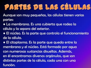Aunque son muy pequeñas, las células tienen varias
partes:
● La membrana. Es una cubierta que rodea la
célula y la separa del exterior.
● El núcleo. Es la parte que controla el funcionamiento
de la célula.
● El citoplasma. Es la parte que queda entre la
membrana y el núcleo. Está formado por agua
con numerosas sustancias disueltas. Además,
en él encontramos diversos orgánulos, que son
distintas partes de la célula, cada una con una
función.
 