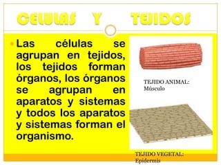  Las    células   se
 agrupan en tejidos,
 los tejidos forman
 órganos, los órganos     TEJIDO ANIMAL:
 se     agrupan    en     Músculo

 aparatos y sistemas
 y todos los aparatos
 y sistemas forman el
 organismo.
                        TEJIDO VEGETAL:
                        Epidermis
 