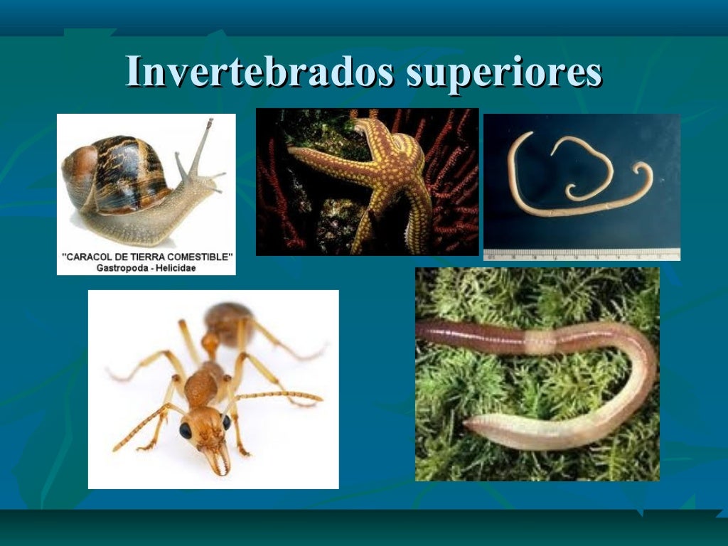 Los seres vivos