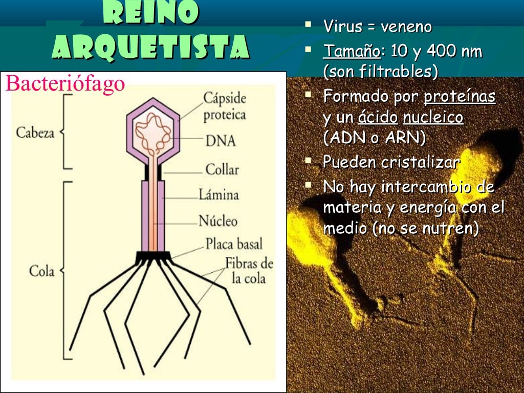 Los seres vivos