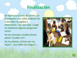 Finalización
Se regresara al aula de clases y se
le propone a los niños ordenar los
materiales recogidos y
observarlos con una lupa. Luego
se realizaran algunas preguntas
como:
De los animales ¿Cuáles tienen
patas? ¿Cuáles no?...
De las plantas ¿Cómo son sus
hojas? ¿Sus tallos son largos?...
 