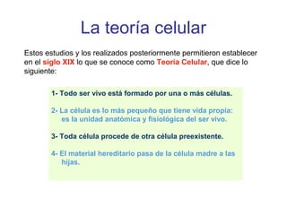 La teoría celular 
Estos estudios y los realizados posteriormente permitieron establecer 
en el siglo XIX lo que se conoce como Teoría Celular, que dice lo 
siguiente: 
1- Todo ser vivo está formado por una o más células. 
2- La célula es lo más pequeño que tiene vida propia: 
es la unidad anatómica y fisiológica del ser vivo. 
3- Toda célula procede de otra célula preexistente. 
4- El material hereditario pasa de la célula madre a las 
hijas. 
 
