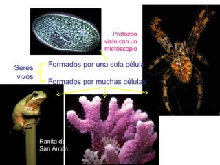 Formados por una sola célula 
Formados por muchas células 
Araña 
Protozoo 
visto con un 
microscopio 
Coral 
Ranita de 
San Antón 
Seres 
vivos 
 