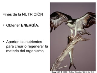 Fines de la NUTRICIÓN 
• Obtener ENERGÍA. 
• Aportar los nutrientes 
para crear o regenerar la 
materia del organismo 
 