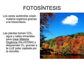FOTOSÍNTESIS 
Los seres autótrofos crean 
materia orgánica gracias 
a la fotosíntesis. 
Las plantas toman CO2, 
agua y sales minerales 
para crear Materia 
Orgánica (GLUCOSA) y 
desprender O2, gracias a 
la LUZ solar captada por 
la clorofila. 
 