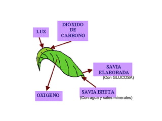 (Con GLUCOSA) 
(Con agua y sales minerales) 
 