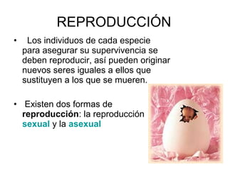 REPRODUCCIÓN 
• Los individuos de cada especie 
para asegurar su supervivencia se 
deben reproducir, así pueden originar 
nuevos seres iguales a ellos que 
sustituyen a los que se mueren. 
• Existen dos formas de 
reproducción: la reproducción 
sexual y la asexual 
 