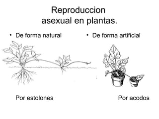 Reproduccion 
asexual en plantas. 
• De forma natural 
Por estolones 
• De forma artificial 
Por acodos 
 