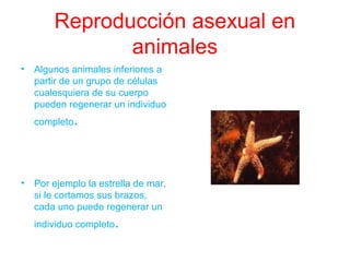 Reproducción asexual en 
animales 
• Algunos animales inferiores a 
partir de un grupo de células 
cualesquiera de su cuerpo 
pueden regenerar un individuo 
completo. 
• Por ejemplo la estrella de mar, 
si le cortamos sus brazos, 
cada uno puede regenerar un 
individuo completo. 
 