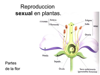 Reproduccion 
sexual en plantas. 
Partes 
de la flor 
 