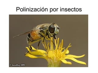 Polinización por insectos 
 