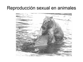 Reproducción sexual en animales 
 