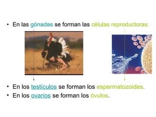 • En las gónadas se forman las células reproductoras: 
• En los testículos se forman los espermatozoides. 
• En los ovarios se forman los óvulos. 
 
