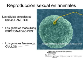 Reproducción sexual en animales 
Las células sexuales se 
llaman GAMETOS 
• Los gametos masculinos: 
ESPERMATOZOIDES 
• Los gametos femeninos: 
ÓVULOS 
 