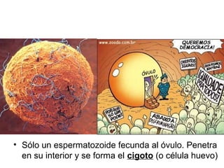 • Sólo un espermatozoide fecunda al óvulo. Penetra 
en su interior y se forma el cigoto (o célula huevo) 
 