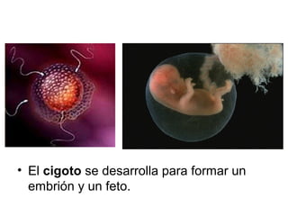 • El cigoto se desarrolla para formar un 
embrión y un feto. 
 