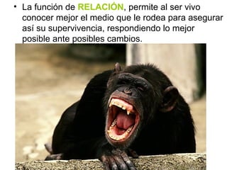 • La función de RELACIÓN, permite al ser vivo 
conocer mejor el medio que le rodea para asegurar 
así su supervivencia, respondiendo lo mejor 
posible ante posibles cambios. 
 
