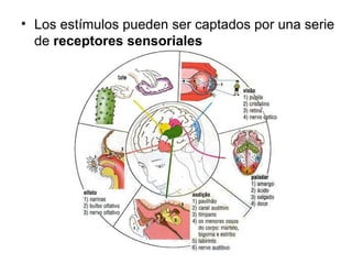 • Los estímulos pueden ser captados por una serie 
de receptores sensoriales 
 