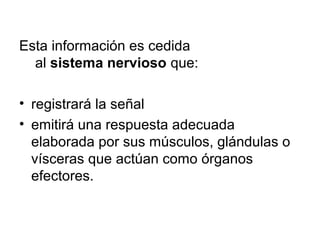 Esta información es cedida 
al sistema nervioso que: 
• registrará la señal 
• emitirá una respuesta adecuada 
elaborada por sus músculos, glándulas o 
vísceras que actúan como órganos 
efectores. 
 