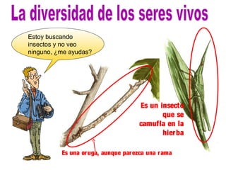 Estoy buscando 
insectos y no veo 
ninguno, ¿me ayudas? 
Es un insecto 
que se 
camufla en la 
hierba 
Es una oruga, aunque parezca una rama 
 