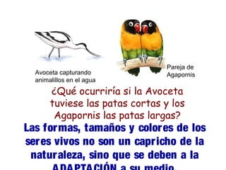 Avoceta capturando 
animalillos en el agua 
Pareja de 
Agapornis 
¿Qué ocurriría si la Avoceta 
tuviese las patas cortas y los 
Agapornis las patas largas? 
Las formas, tamaños y colores de los 
seres vivos no son un capricho de la 
naturaleza, sino que se deben a la 
ADAPTACIÓN a su medio. 
 
