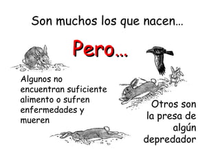 Son muchos los que nacen… 
PPeerroo…… 
Algunos no 
encuentran suficiente 
alimento o sufren 
enfermedades y 
mueren 
Otros son 
la presa de 
algún 
depredador 
 
