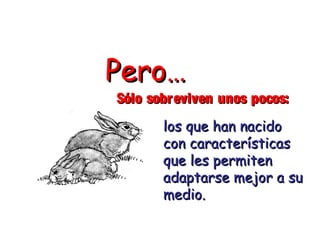 PPeerroo…… 
SSóólloo ssoobbrreevviivveenn uunnooss ppooccooss:: 
llooss qquuee hhaann nnaacciiddoo 
ccoonn ccaarraacctteerrííssttiiccaass 
qquuee lleess ppeerrmmiitteenn 
aaddaappttaarrssee mmeejjoorr aa ssuu 
mmeeddiioo.. 
 