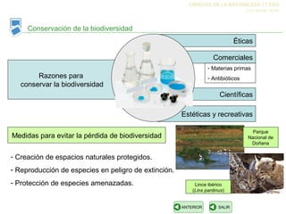 Conservación de la biodiversidad 
CIENCIAS DE LA NATURALEZA 1.º ESO 
Éticas 
Comerciales 
- Materias primas 
- Antibióticos 
ANTERIOR SALIR 
Los seres vivos 
Razones para 
conservar la biodiversidad 
Científicas 
Estéticas y recreativas 
Medidas para evitar la pérdida de biodiversidad 
- Creación de espacios naturales protegidos. 
- Reproducción de especies en peligro de extinción. 
- Protección de especies amenazadas. 
Parque 
Nacional de 
Doñana 
Lince ibérico 
(Linx pardinus) 
 