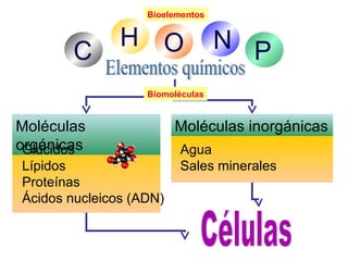Bioelementos 
C H O N P 
Biomoléculas 
Moléculas 
oGrglúácnidicoass 
Lípidos 
Proteínas 
Ácidos nucleicos (ADN) 
Moléculas inorgánicas 
Agua 
Sales minerales 
 
