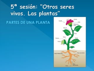 PARTES DE UNA PLANTA
 