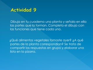 Dibuja en tu cuaderno una planta y señala en ella
las partes que la forman. Completa el dibujo con
las funciones que tiene cada uno.
¿Qué alimentos vegetales tomaste ayer? ¿A qué
partes de la planta correspondían? Se trata de
compartir las respuestas en grupo y elaborar una
lista en la pizarra.
 