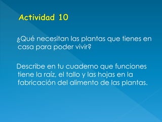 ¿Qué necesitan las plantas que tienes en
casa para poder vivir?
Describe en tu cuaderno que funciones
tiene la raíz, el tallo y las hojas en la
fabricación del alimento de las plantas.
 