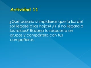 ¿Qué pasaría si impidieras que la luz del
sol llegase a las hojas? ¿Y si no llegara a
las raíces? Razona tu respuesta en
grupos y compártela con tus
compañeros.
 