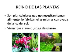 REINO DE LAS PLANTAS
• Son pluricelulares que no necesitan tomar
alimento, lo fabrican ellas mismas con ayuda
de la luz del sol.
• Viven fijas al suelo ,no se desplazan.
 