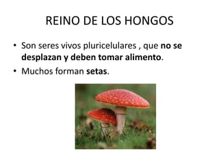 REINO DE LOS HONGOS
• Son seres vivos pluricelulares , que no se
desplazan y deben tomar alimento.
• Muchos forman setas.
 