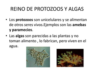 REINO DE PROTOZOOS Y ALGAS
• Los protozoos son unicelulares y se alimentan
de otros seres vivos.Ejemplos son las amebas
y paramecios.
• Las algas son parecidas a las plantas y no
toman alimento , lo fabrican, pero viven en el
agua.
 