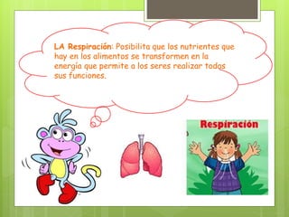 LA Respiración: Posibilita que los nutrientes que
hay en los alimentos se transformen en la
energía que permite a los seres realizar todas
sus funciones.
 