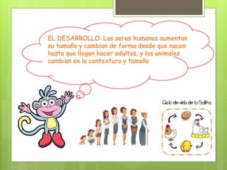 EL DESARROLLO: Los seres humanos aumentan
su tamaño y cambian de forma desde que nacen
hasta que llegan hacer adultos, y los animales
cambian en la contextura y tamaño
 