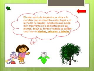El color verde de las plantas se debe a la
clorofila, que se encuentra en las hojas y en
los tallos no-leñosos, cumpliendo una misión
muy importante en la alimentación de las
plantas. Según su forma y tamaño se pueden
clasificar en hierbas, arbustos y árboles.
 