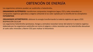 OBTENCIÓN DE ENERGÍA
Los organismos celulares pueden ser autótrofos o heterótrofos.
ORGANISMOS AUTÓTROFOS: transforman compuestos inorgánicos (agua, CO2 y sales minerales) en
compuestos orgánicos (glúcidos) y oxígeno utilizando la luz solar captada por la clorofila de los cloroplastos:
FOTOSÍNTESIS
ORGANISMOS HETERÓTROFOS: obtienen la energía transformando la materia orgánica en agua y CO2:
RESPIRACIÓN CELULAR
Los organismos heterótrofos (protozoos, hongos y animales) necesitan tomar del exterior la materia orgánica
elaborada por los organismos autótrofos así como el oxígeno; y éstos necesitan que los heterótrofos devuelvan
al suelo sales minerales y liberen CO2 para realizar la fotosíntesis
 