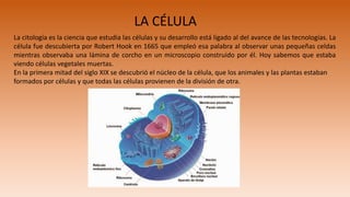 La citología es la ciencia que estudia las células y su desarrollo está ligado al del avance de las tecnologías. La
célula fue descubierta por Robert Hook en 1665 que empleó esa palabra al observar unas pequeñas celdas
mientras observaba una lámina de corcho en un microscopio construido por él. Hoy sabemos que estaba
viendo células vegetales muertas.
En la primera mitad del siglo XIX se descubrió el núcleo de la célula, que los animales y las plantas estaban
formados por células y que todas las células provienen de la división de otra.
LA CÉLULA
 