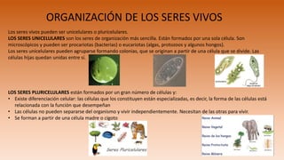 ORGANIZACIÓN DE LOS SERES VIVOS
Los seres vivos pueden ser unicelulares o pluricelulares.
LOS SERES UNICELULARES son los seres de organización más sencilla. Están formados por una sola célula. Son
microscópicos y pueden ser procariotas (bacterias) o eucariotas (algas, protozoos y algunos hongos).
Los seres unicelulares pueden agruparse formando colonias, que se originan a partir de una célula que se divide. Las
células hijas quedan unidas entre sí.
LOS SERES PLURICELULARES están formados por un gran número de células y:
• Existe diferenciación celular: las células que los constituyen están especializadas, es decir, la forma de las células está
relacionada con la función que desempeñan
• Las células no pueden separarse del organismo y vivir independientemente. Necesitan de las otras para vivir.
• Se forman a partir de una célula madre o cigoto
 
